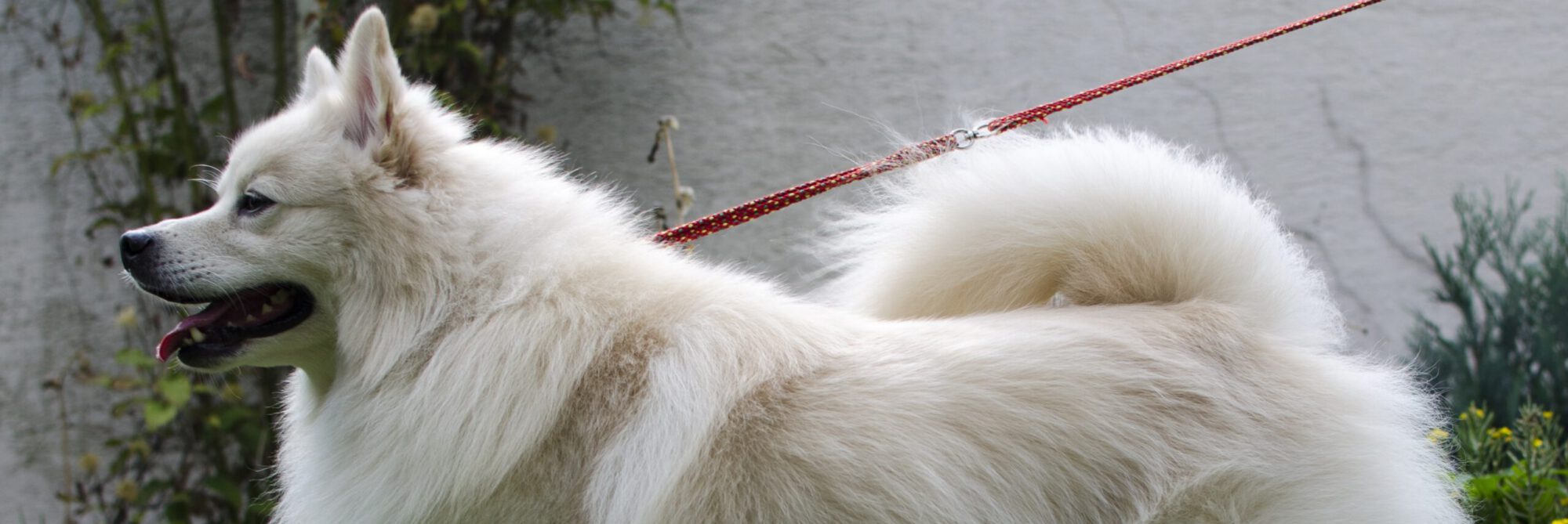 German Spitz Info-Center